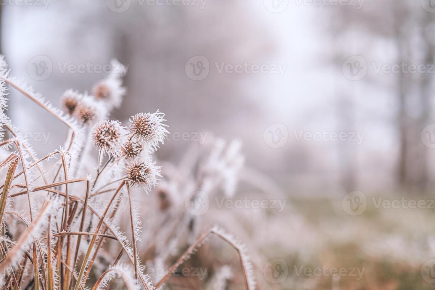 Frosty winter nature abstract closeup with blurred background. Frozen winter foliage, cold weather, seasonal natural closeup forest details photo