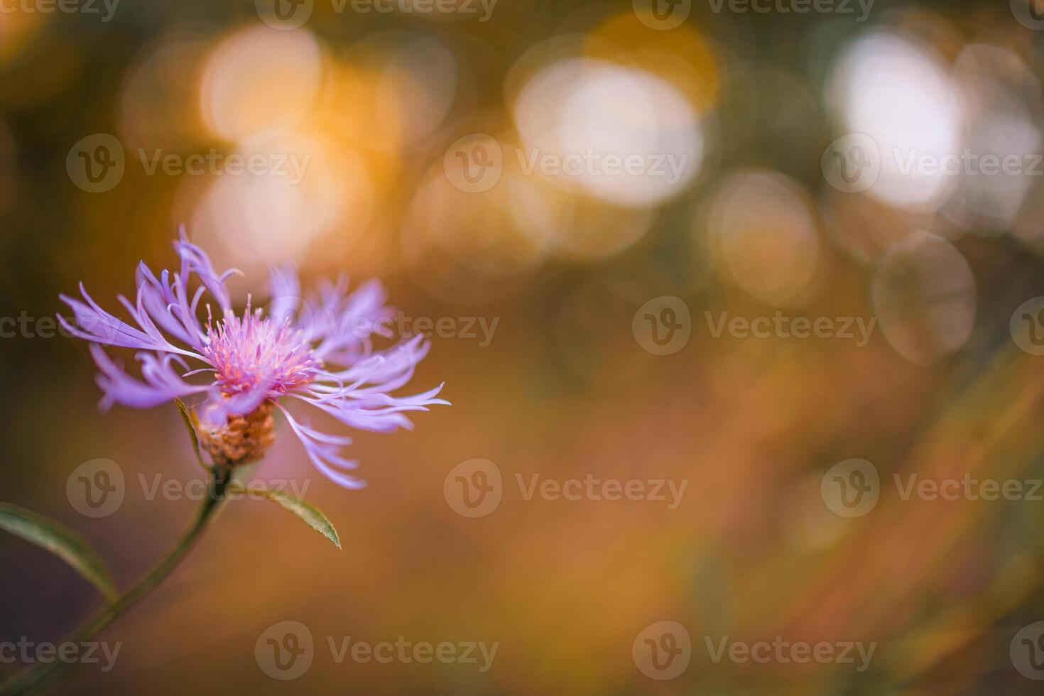 Inspirational summer nature background, bright flowers on blurry background, awesome colorful happy blooming summer flowers. Relaxing colors of nature photo