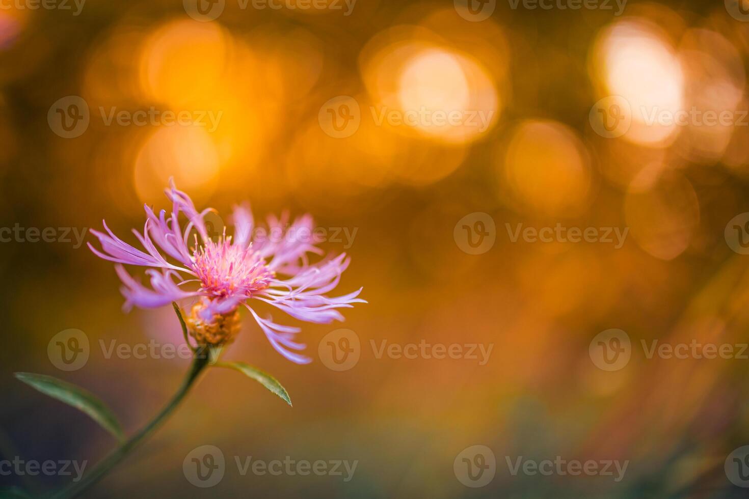 Inspirational summer nature background, bright flowers on blurry background, awesome colorful happy blooming summer flowers. Relaxing colors of nature photo