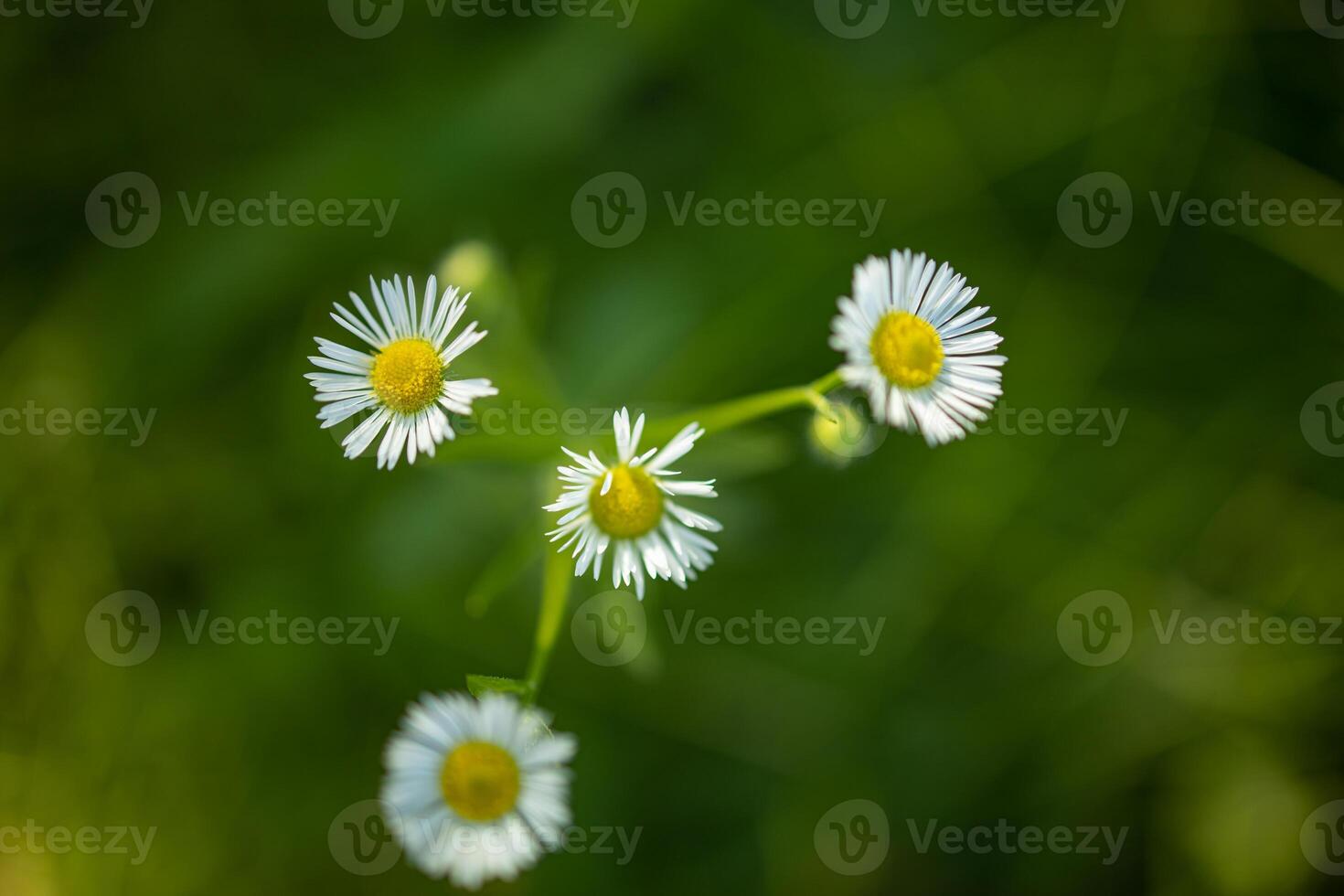 Closeup meadow sunset flowers blur and soft silhouette of grass flowers with sunlight. Relaxing nature meadow flowers. Peaceful blur of autumn spring nature landscape. Wild meadow daisy floral photo
