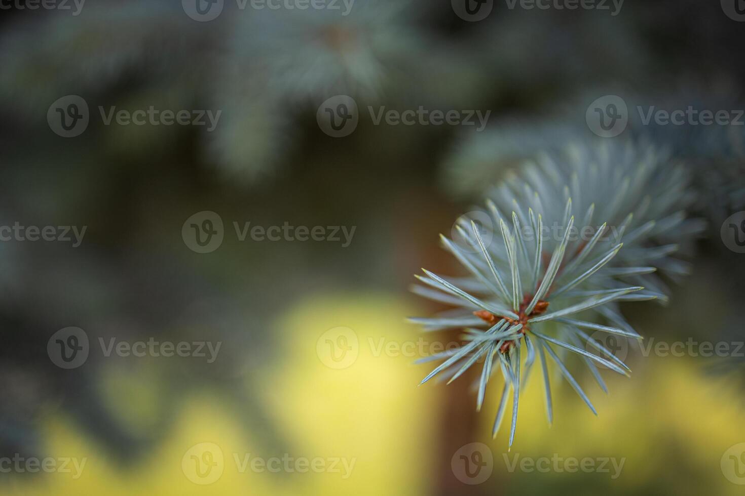 Pine tree closeup, young shoots on the branches of spruce. Beautiful nature background on blurred bokeh scene, sun rays and green environment photo