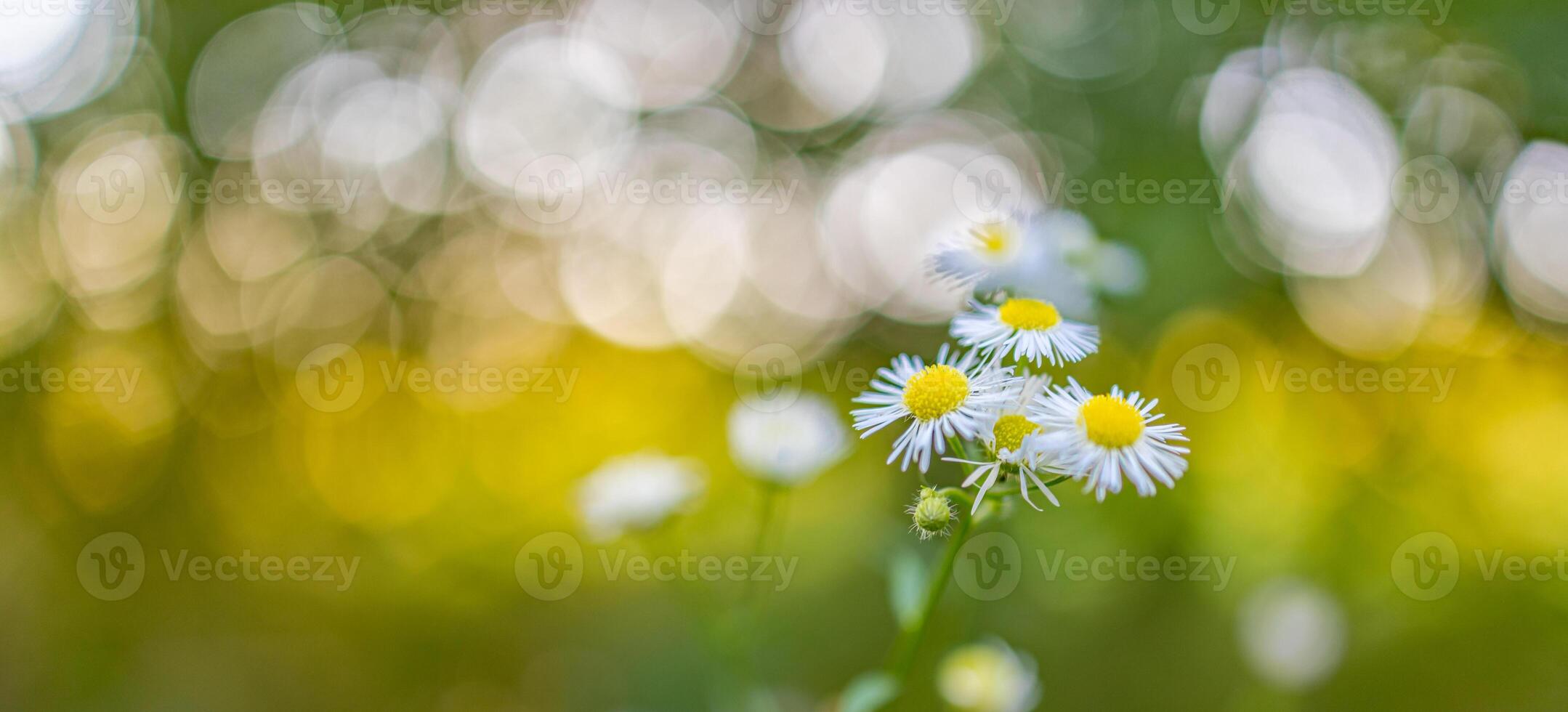 Closeup meadow sunset flowers blur and soft silhouette of grass flowers with sunlight. Relaxing nature meadow flowers. Peaceful blur of autumn spring nature landscape. Wild meadow daisy floral photo