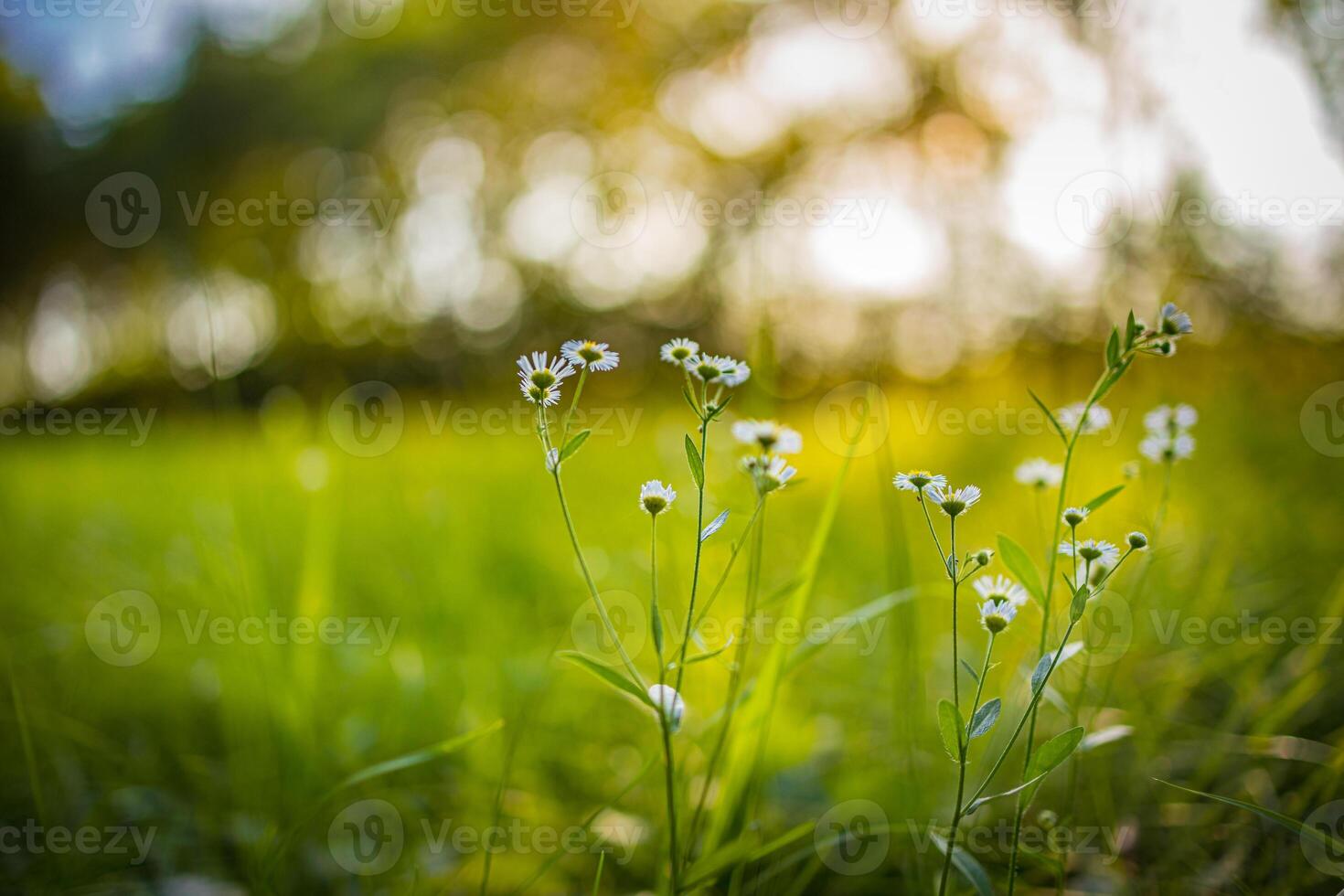 Dream fantasy soft focus sunset field landscape of white flowers and grass meadow warm golden hour sunset sunrise time bokeh. Tranquil spring summer nature closeup. Abstract blurred forest background photo