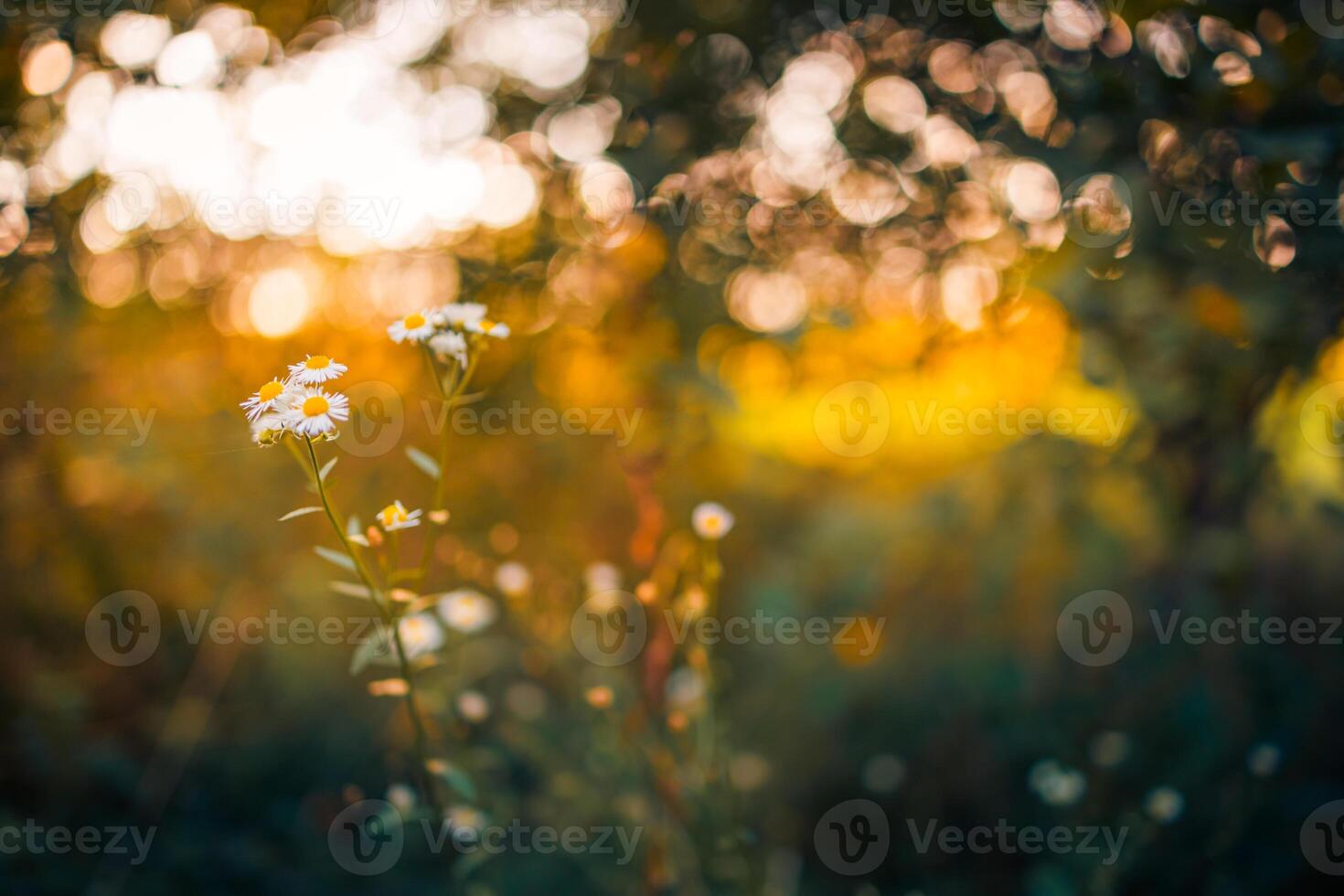 Closeup meadow sunset flowers blur and soft silhouette of grass flowers with sunlight. Relaxing nature meadow flowers. Peaceful blur of autumn spring nature landscape. Wild meadow daisy floral photo