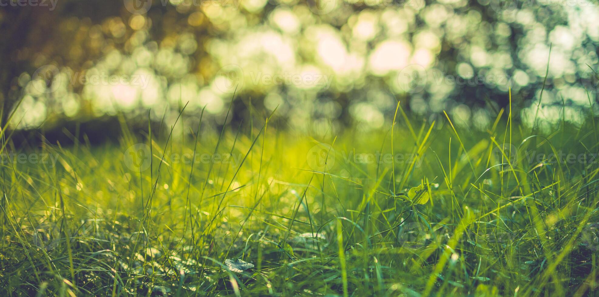 Peaceful landscape with sun in the forest and meadow at sunset. Fresh green grass closeup, blurred trees and warm sunlight foliage. Idyllic nature template. Nature backdrop. Beautiful meadow photo