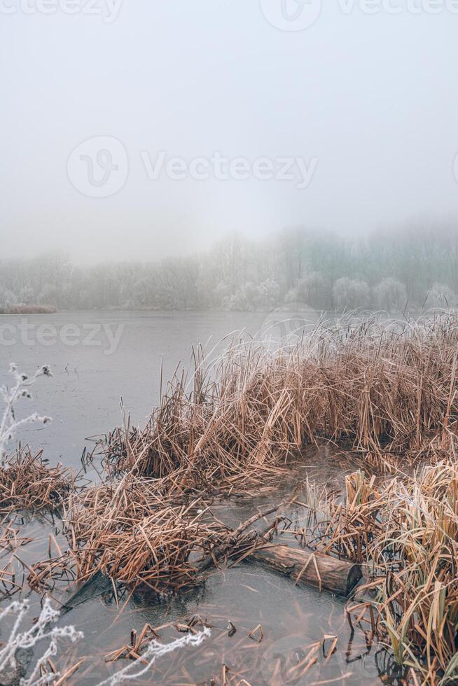 Frozen lake in snowy forest landscape. White sky soft sunset sunrise light, idyllic white nature. Winter scow scenery, seasonal nature photo