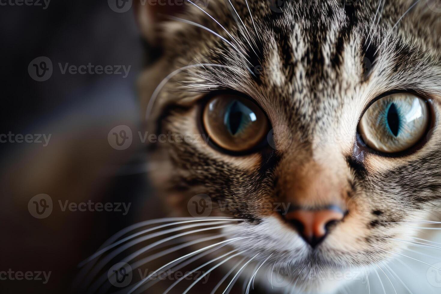 AI generated Cat's face with expressive eyes. Pets and lifestyle concept. Generative AI photo