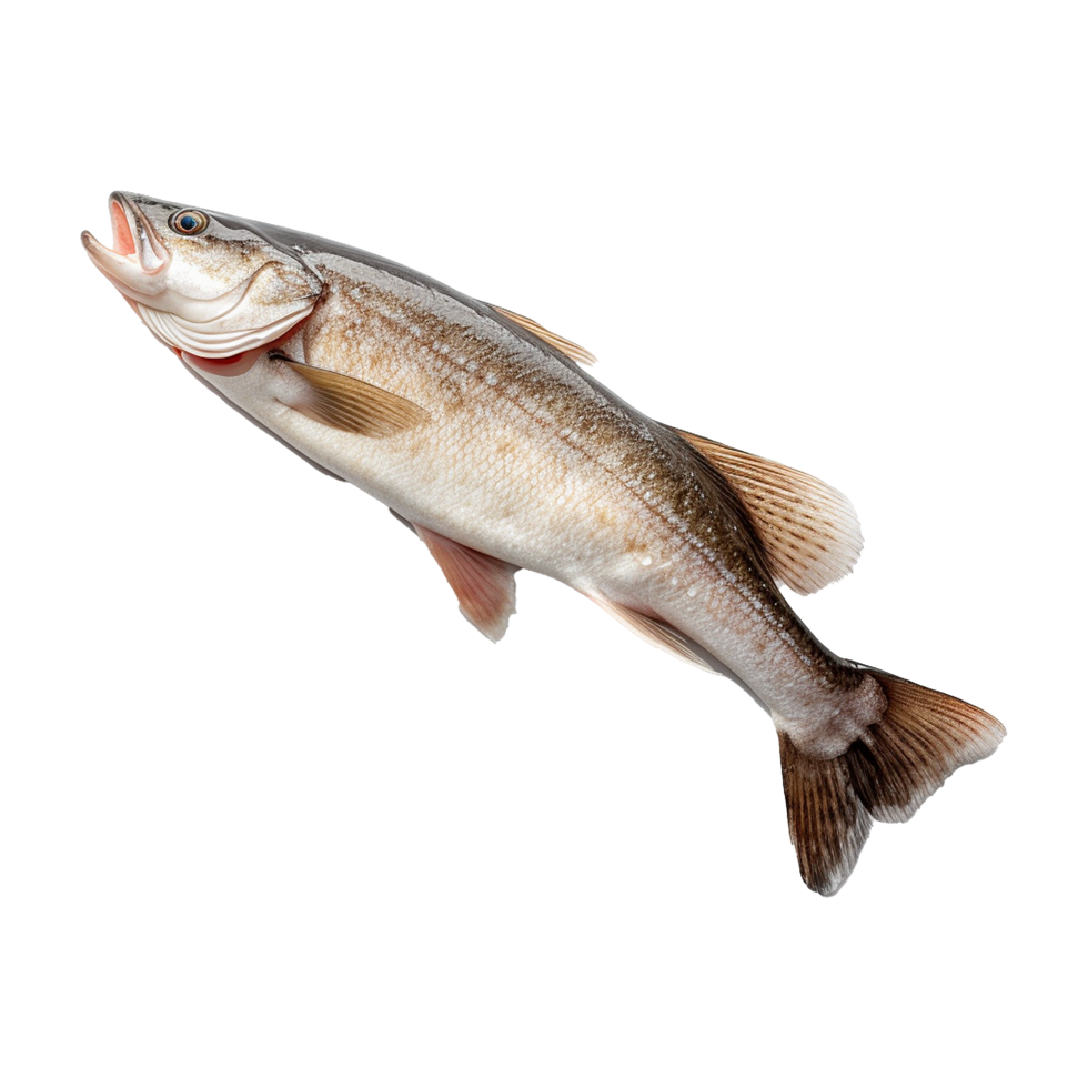 AI generated Hake isolated on transparent background png