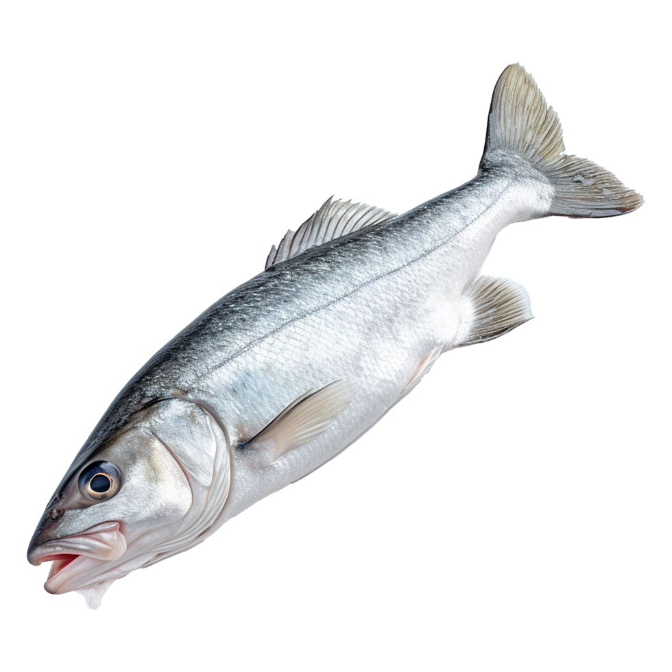 AI generated Hake isolated on transparent background png