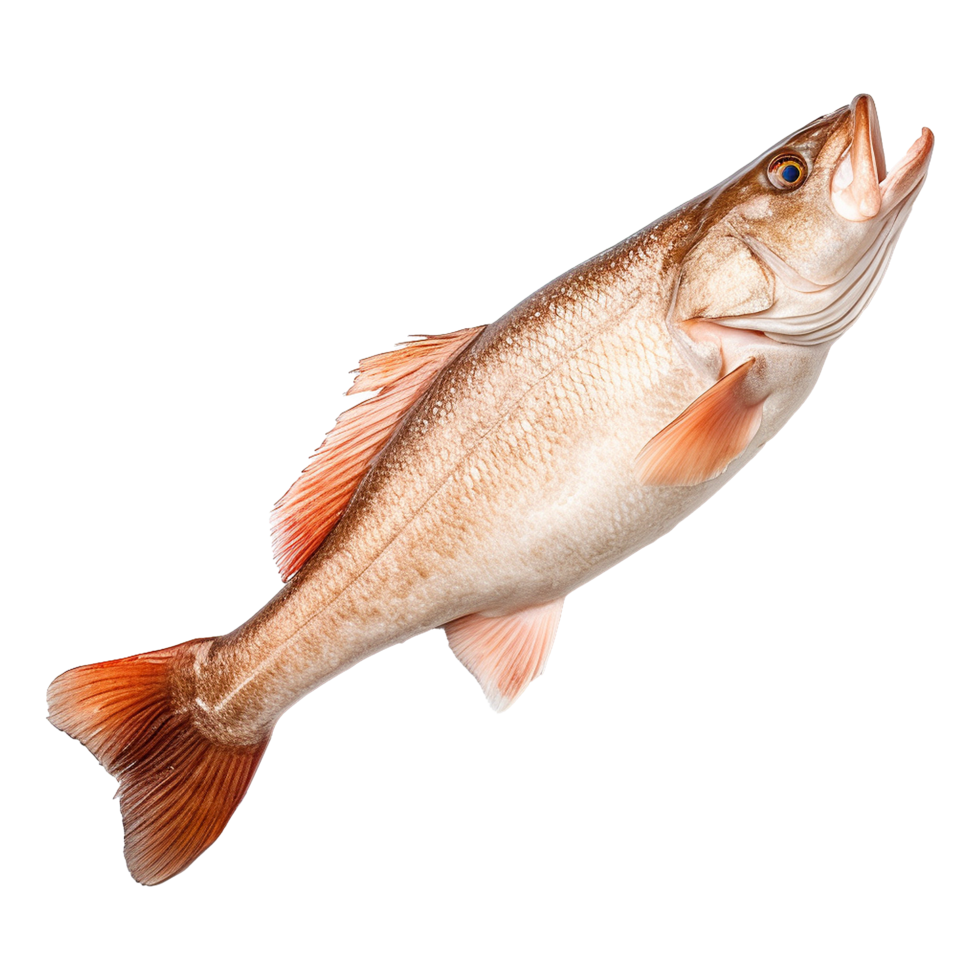 AI generated Hake isolated on transparent background png