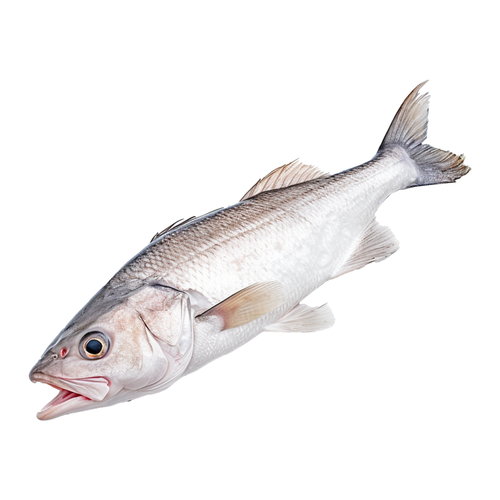 AI generated Hake isolated on transparent background png