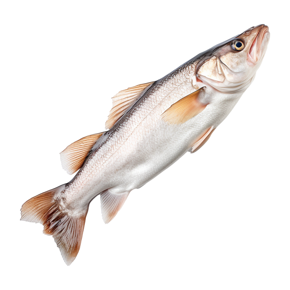 AI generated Hake isolated on transparent background png