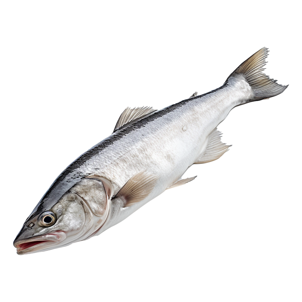 AI generated Hake isolated on transparent background png