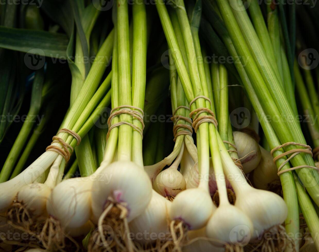 Bunches of Green Onions photo