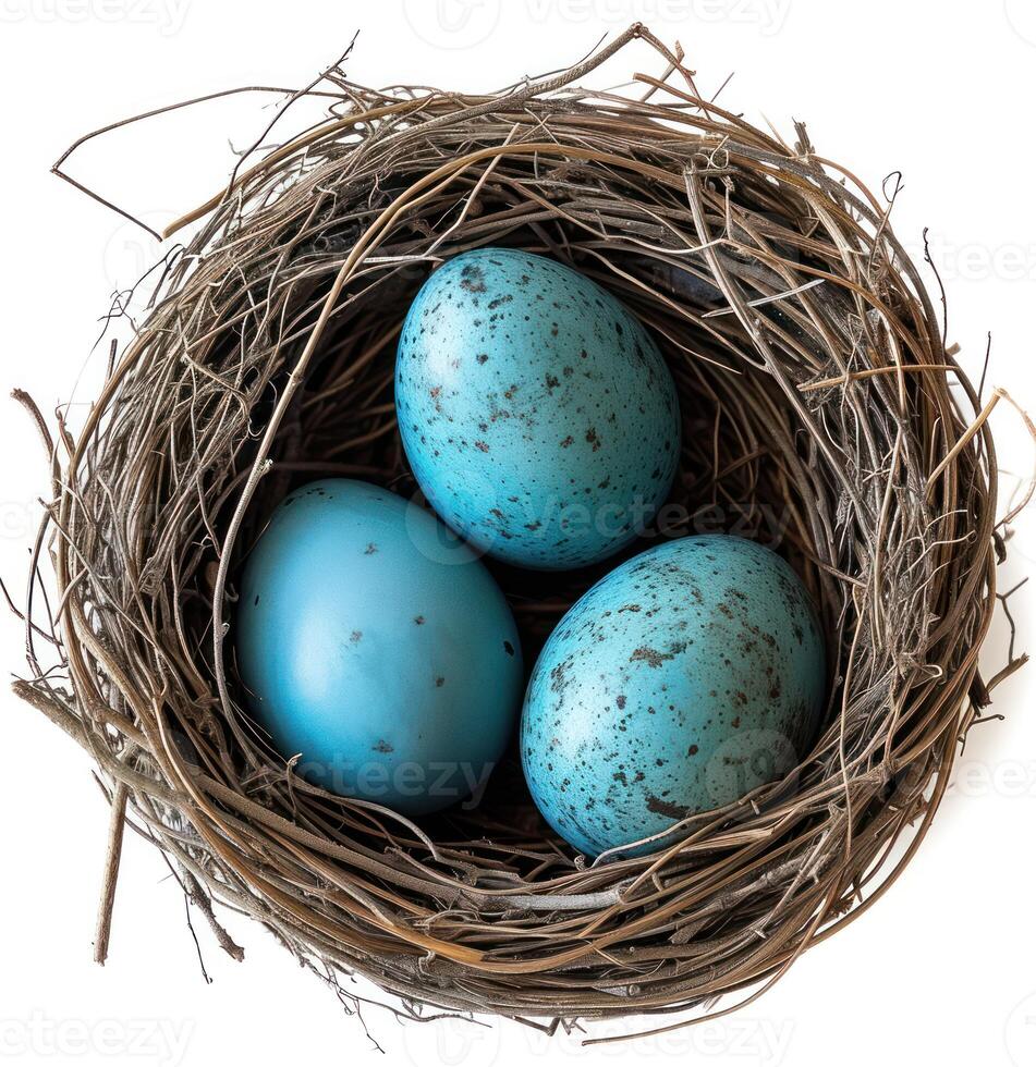 AI generated Three blue eggs nest on a white background, easter nests image photo