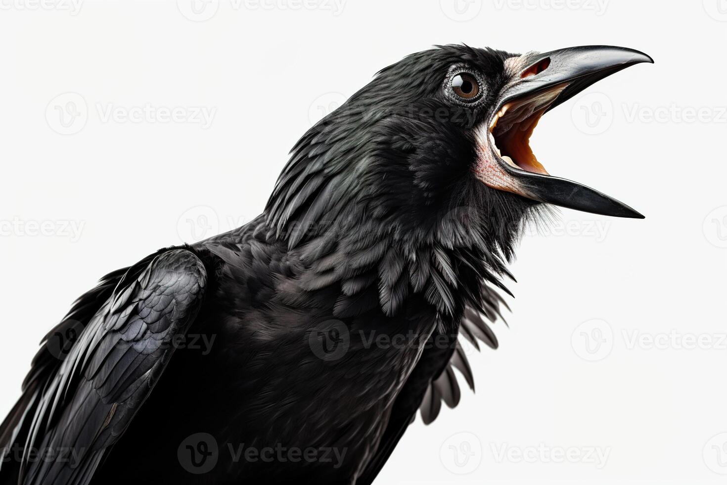 ai generado de cerca gritando negro cuervo en un blanco antecedentes foto