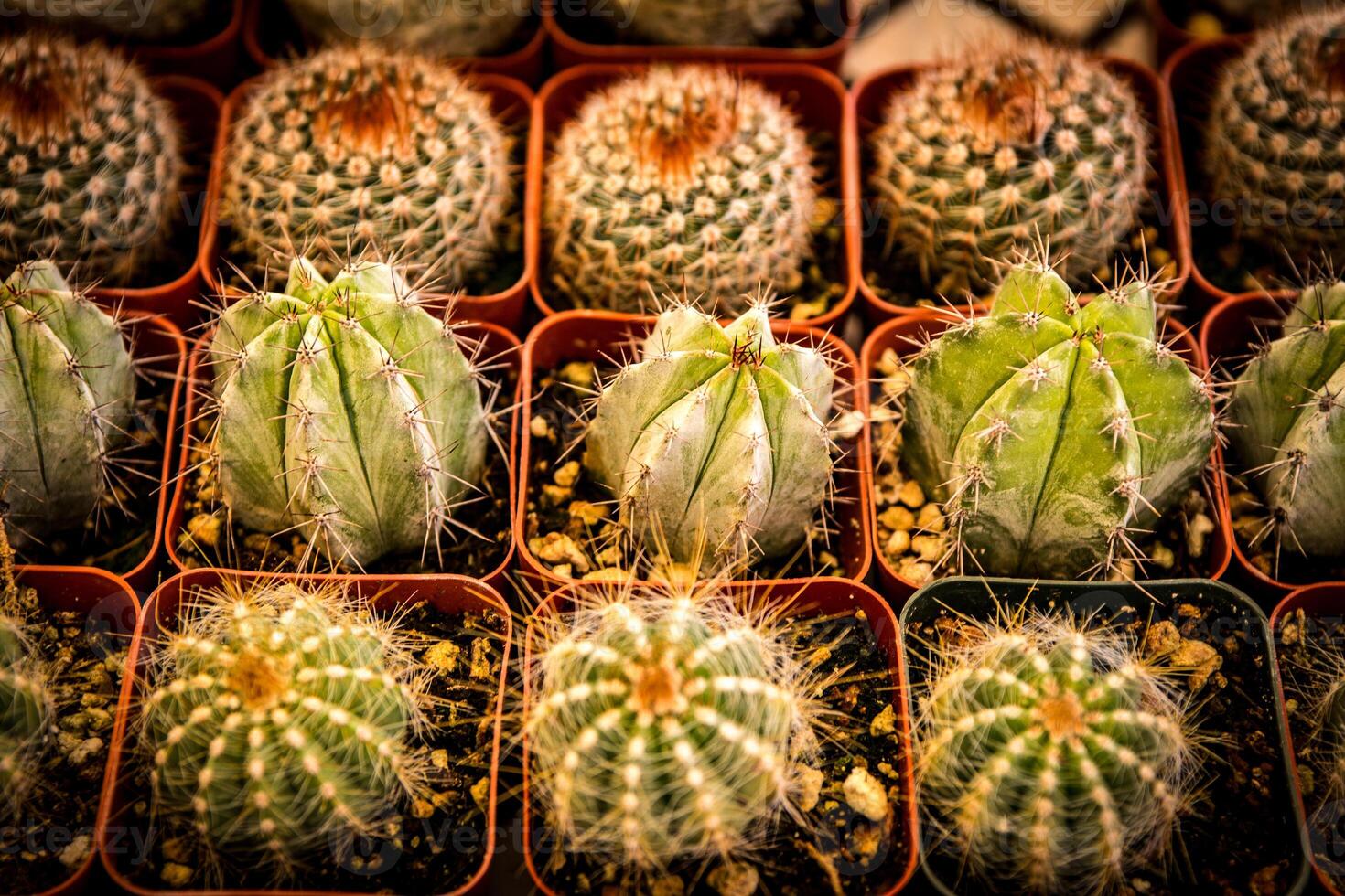 Baby Cactus in rows photo