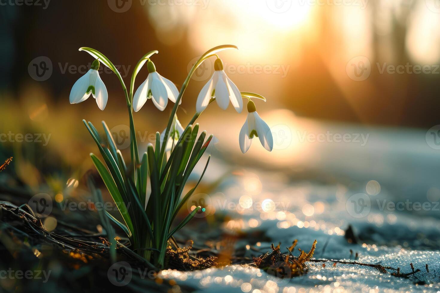 AI generated Natural background with first spring flowers white snowdrops. Generative AI photo