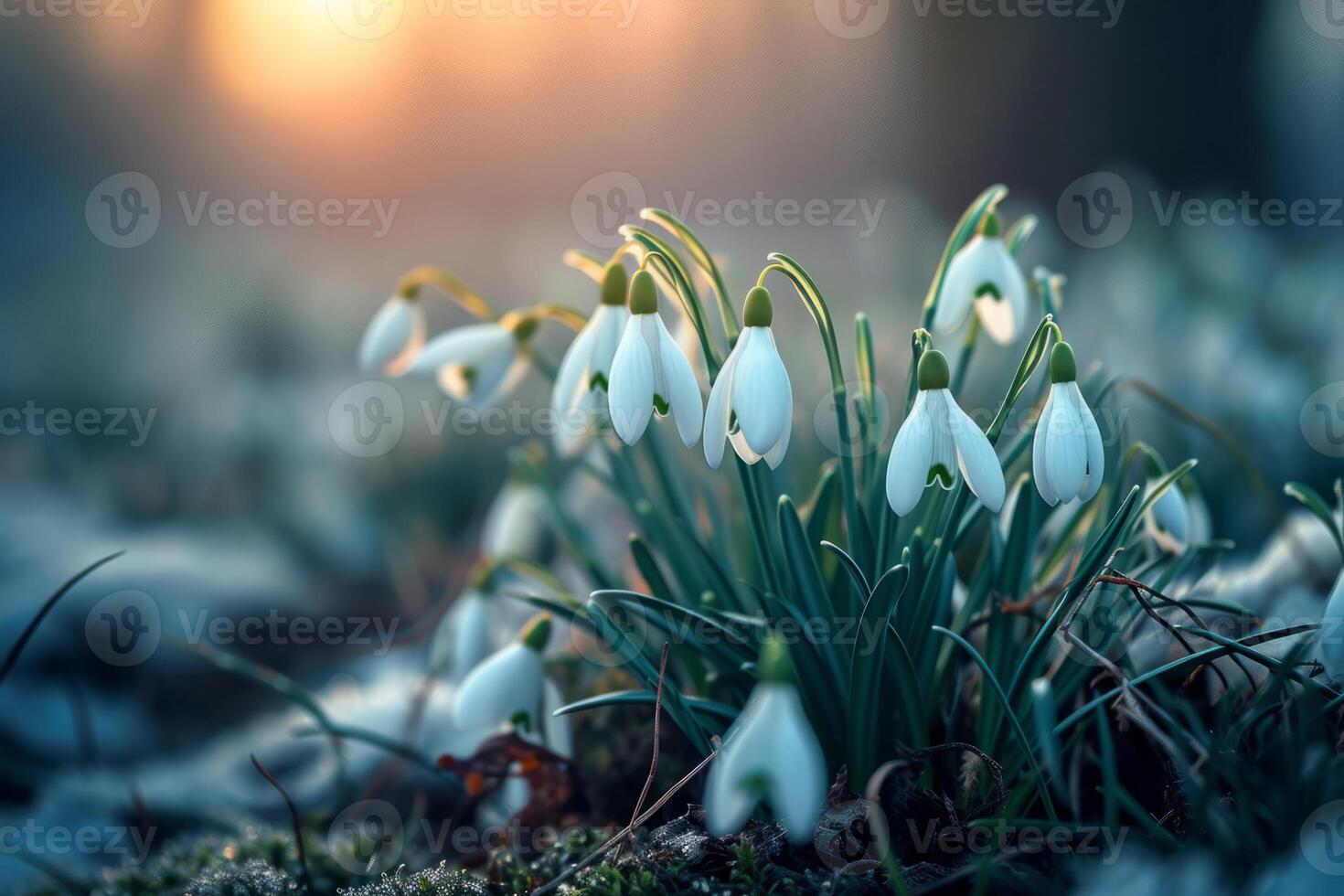 AI generated Natural background with first spring flowers white snowdrops. Generative AI photo