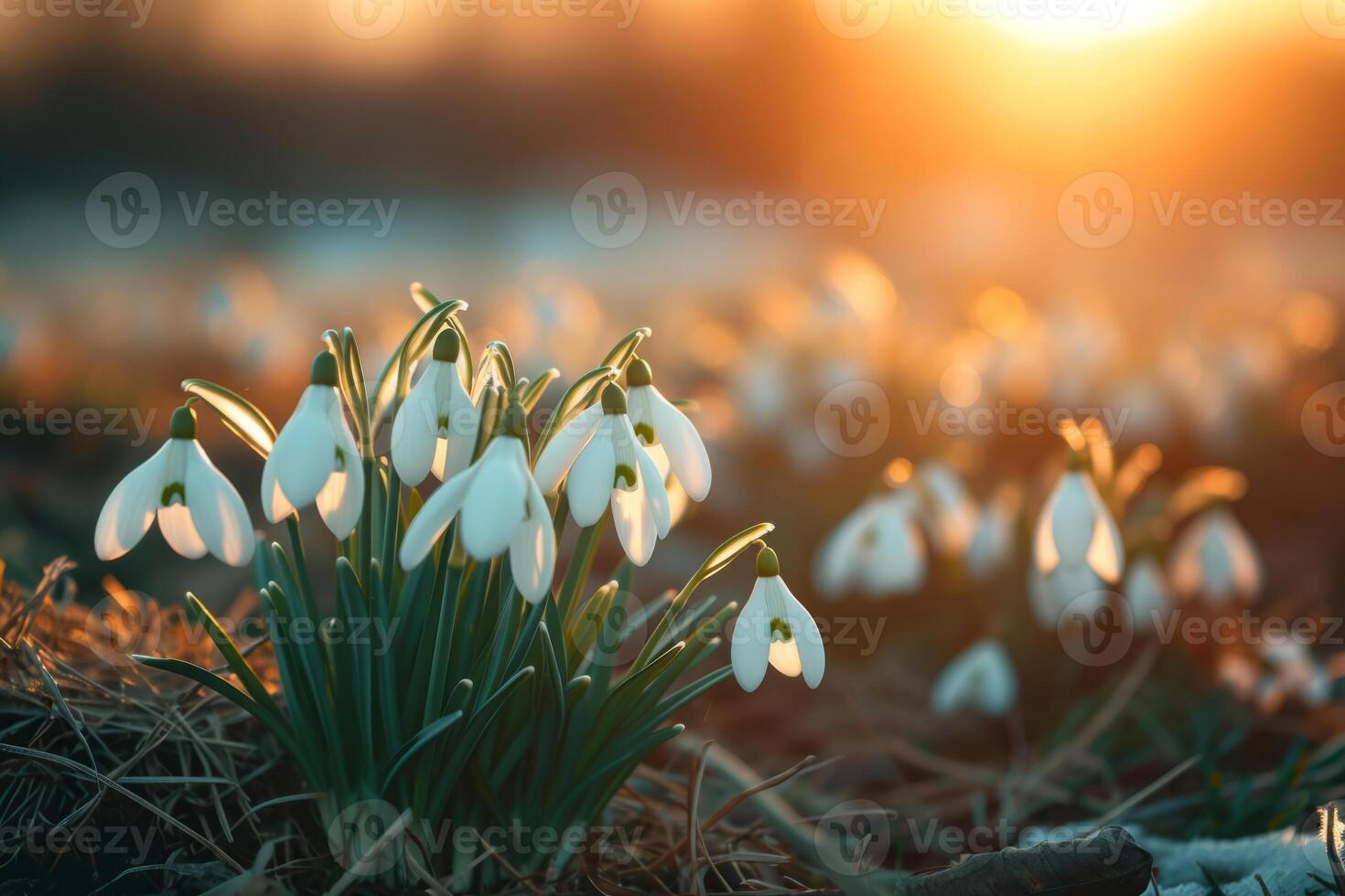AI generated Natural background with first spring flowers white snowdrops. Generative AI photo