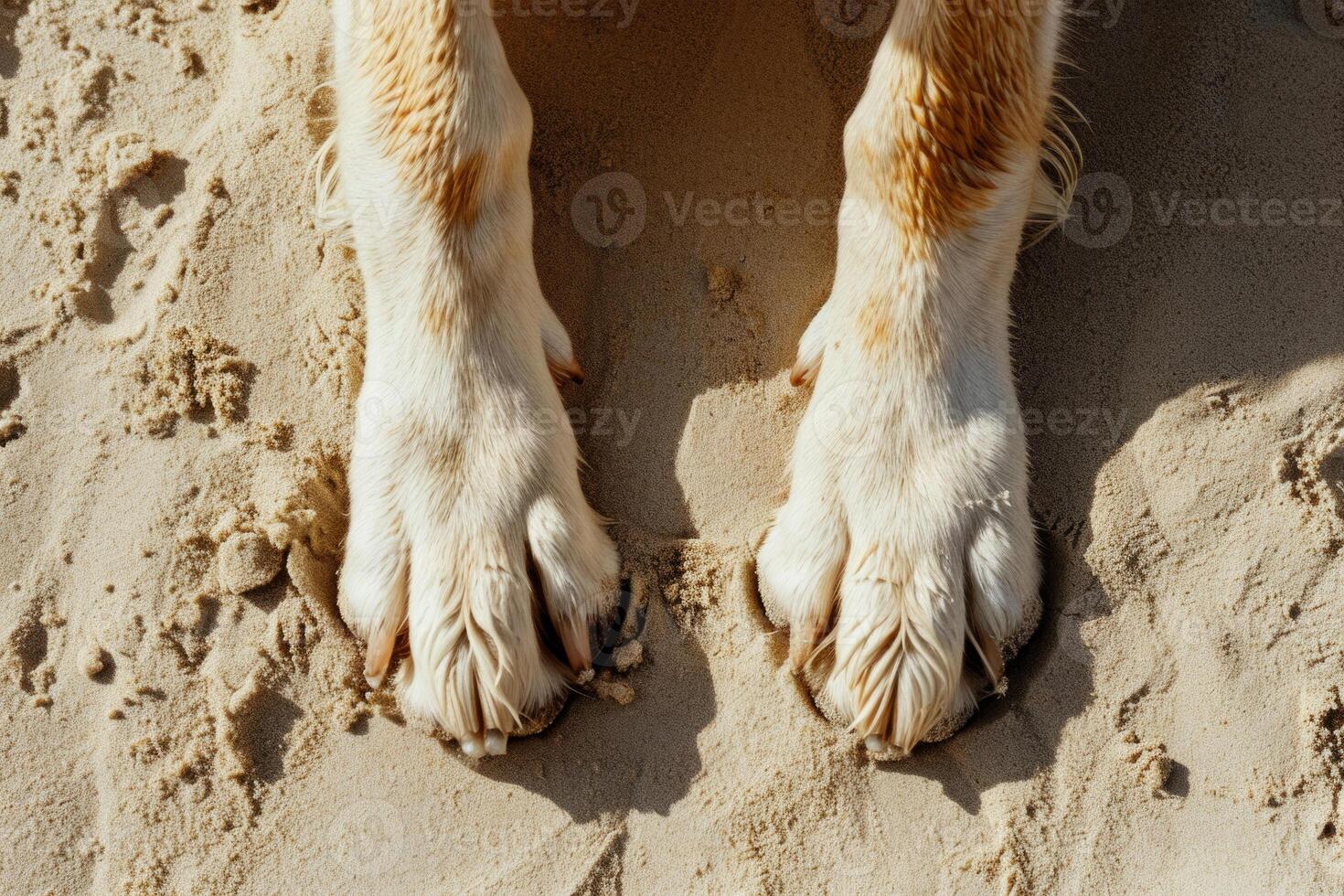 AI generated Dog is taking a rest on the sand beach. Generative AI photo