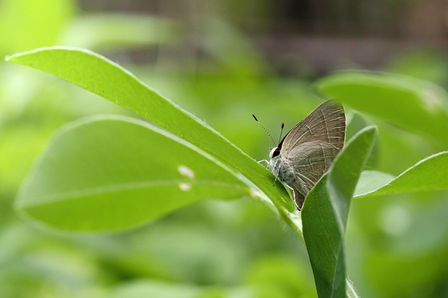 a beautiful butterfly perched on the leaf of a peanut plant photo