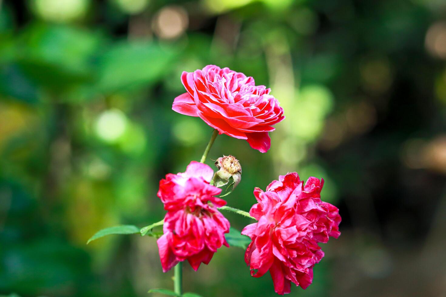 de cerca foto de rojo Rosa aislado en difuminar antecedentes