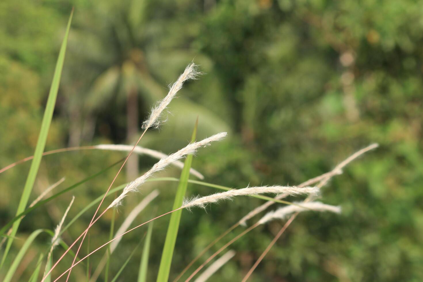 photo for background. flowers from reed grass. for presentation background