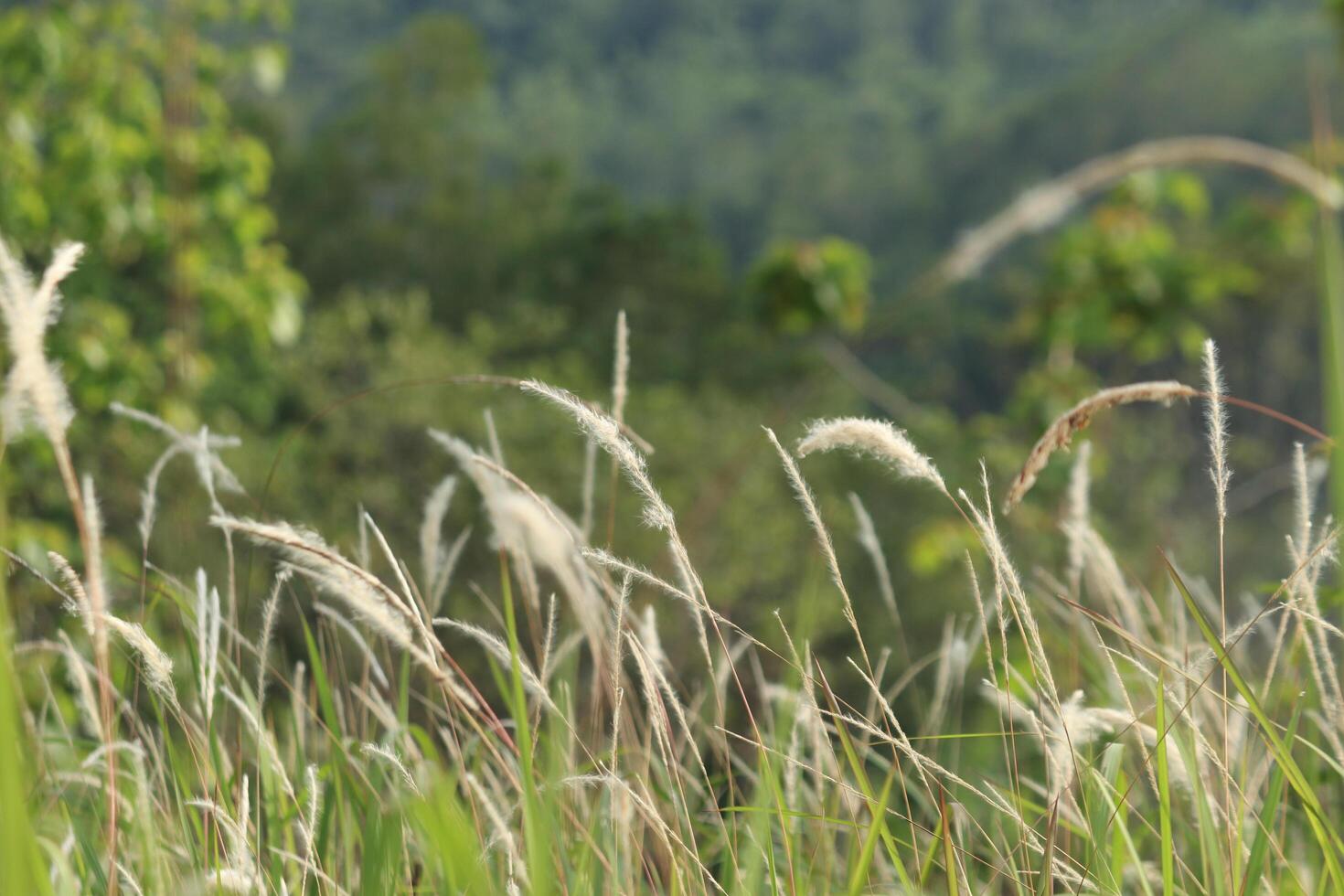 photo for background. flowers from reed grass. for presentation background