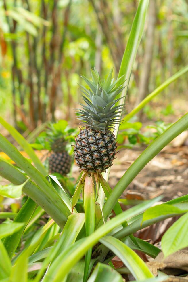 tree with young pineapples isolated on blur background photo