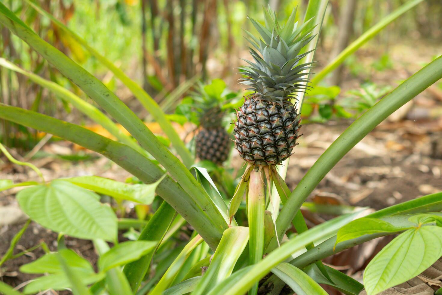 tree with young pineapples isolated on blur background photo