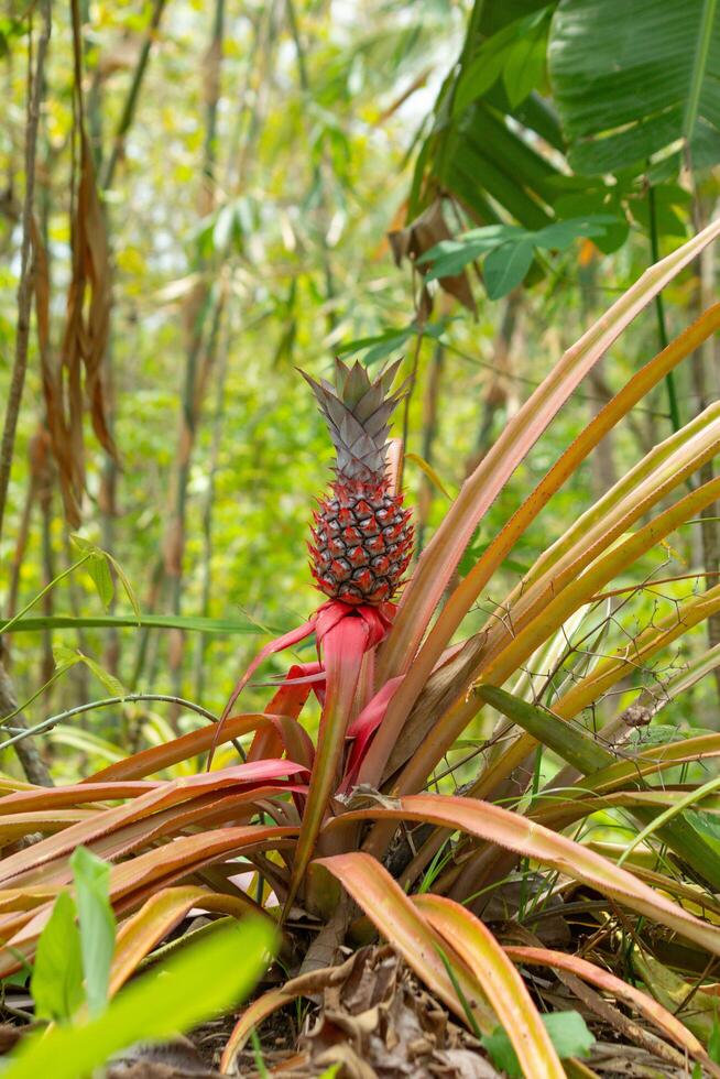 tree with young pineapples isolated on blur background photo