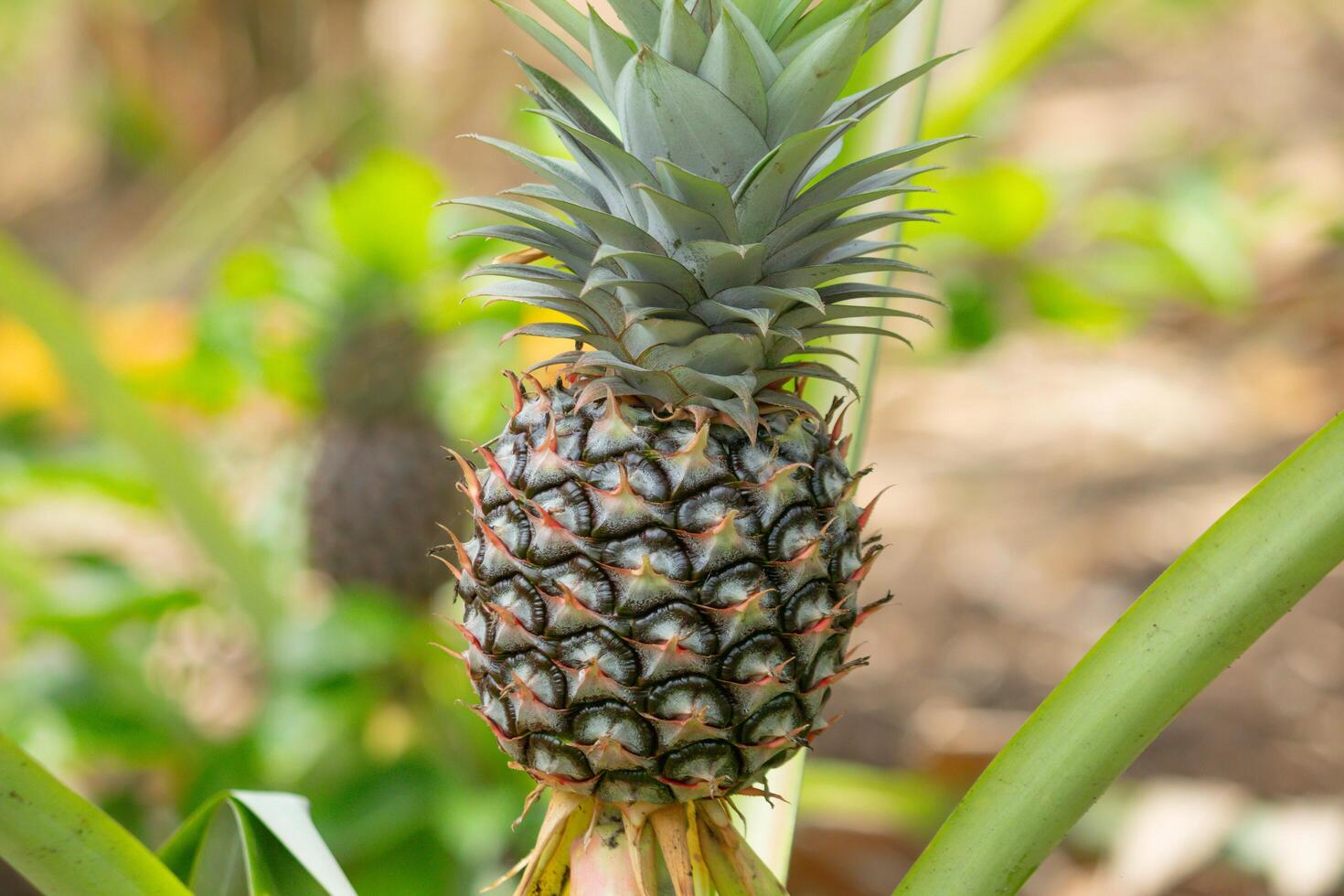 tree with young pineapples isolated on blur background photo