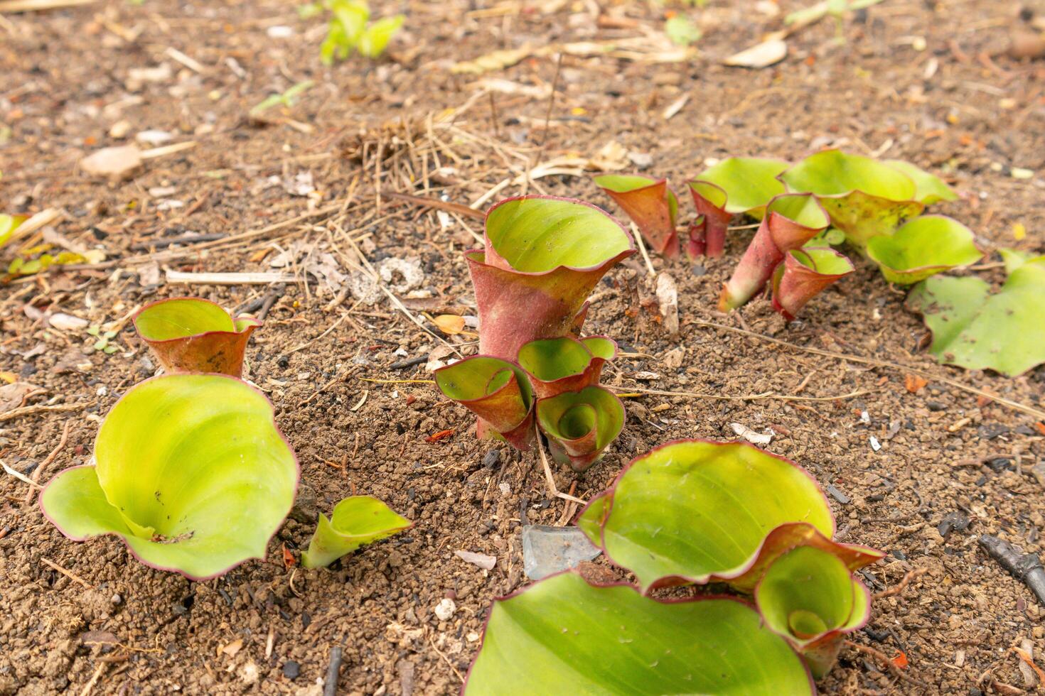 plants from the galangal spice that are still embedded in the garden soil with latin name Kaempferia galanga photo