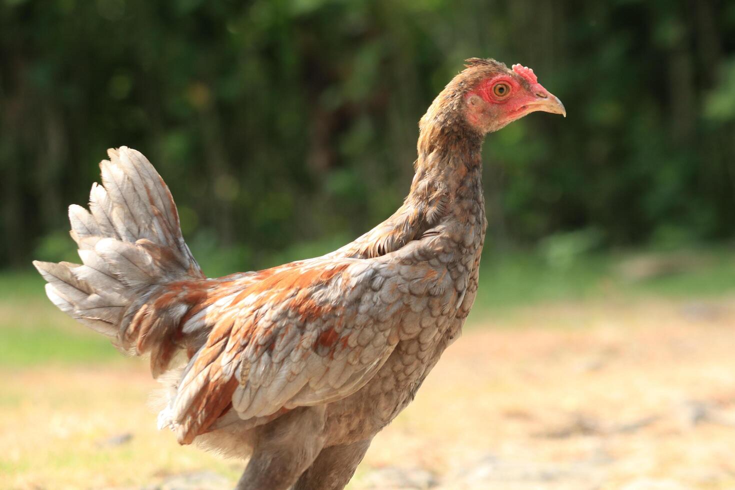 male chick isolated on blur background photo