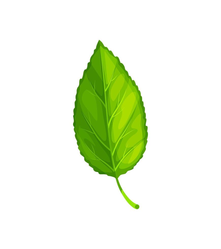 Green tree leaf, isolated cartoon vector foliage