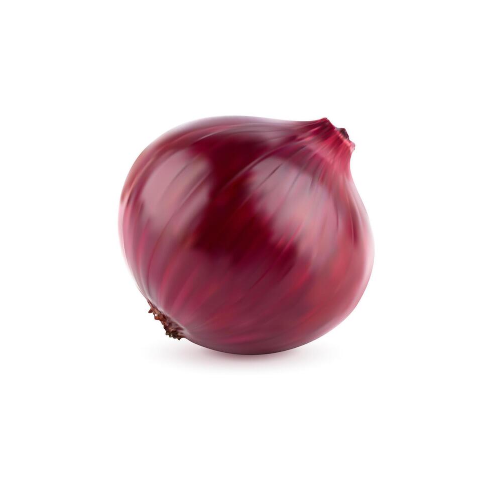 Ripe raw realistic red onion unpeeled purple bulb vector