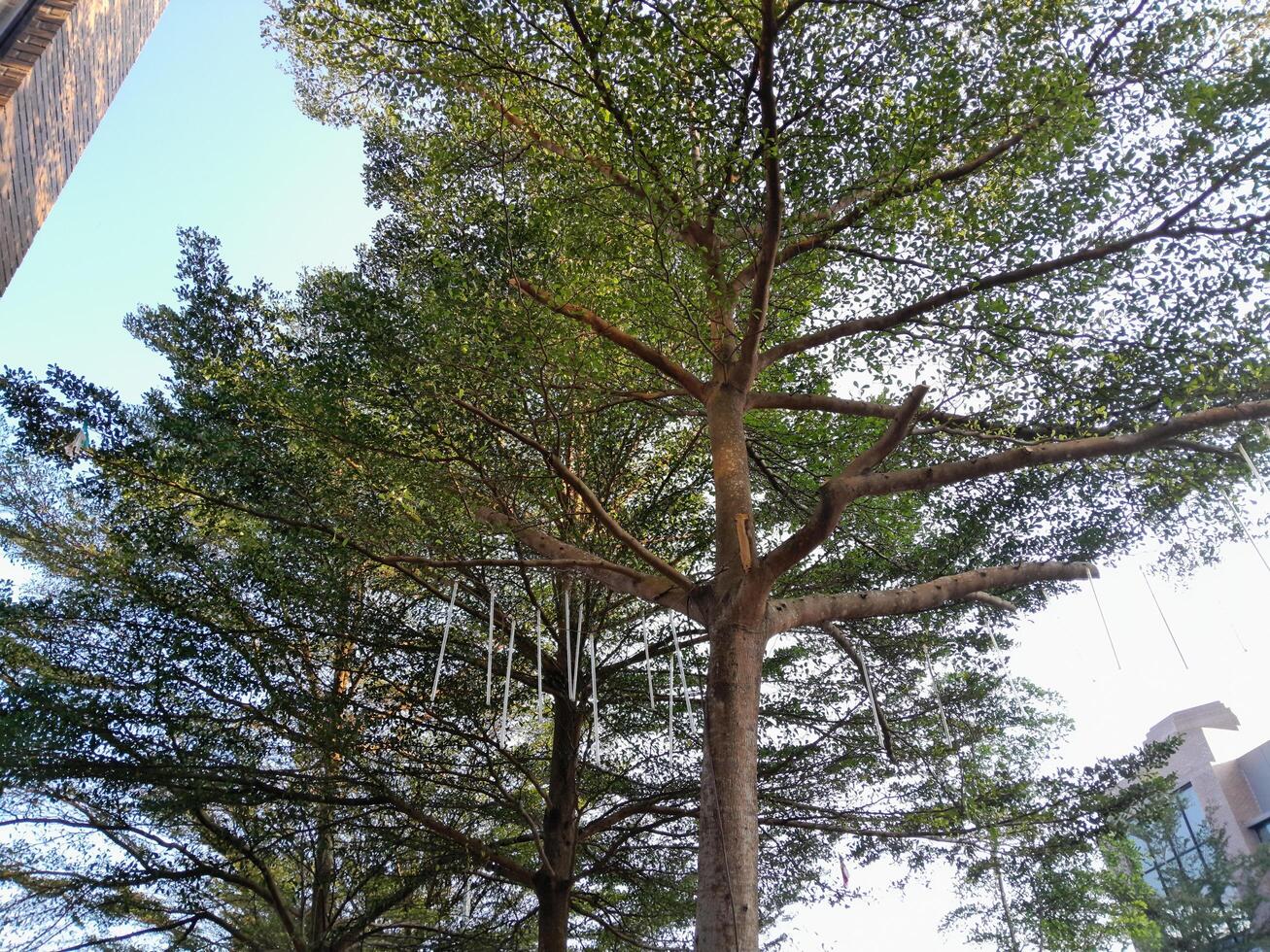 Photograph of a Terminalia mantaly tree taken in the daytime photo