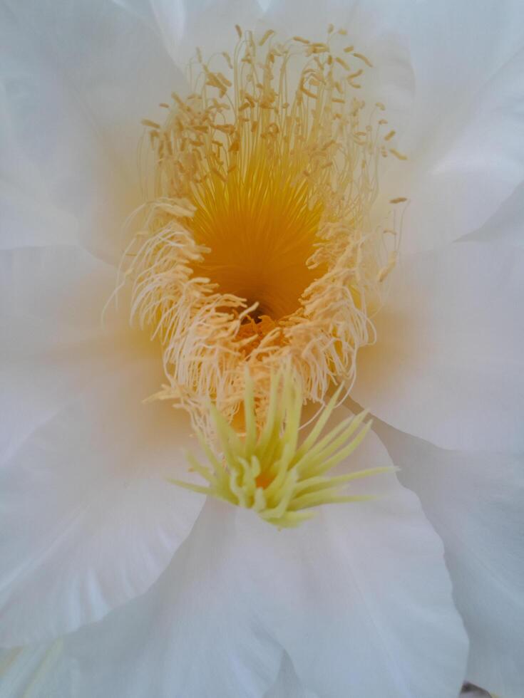 The dragon fruit blooming flower is taken during the day. This photo is perfect for calendars, magazines, posters, banners.