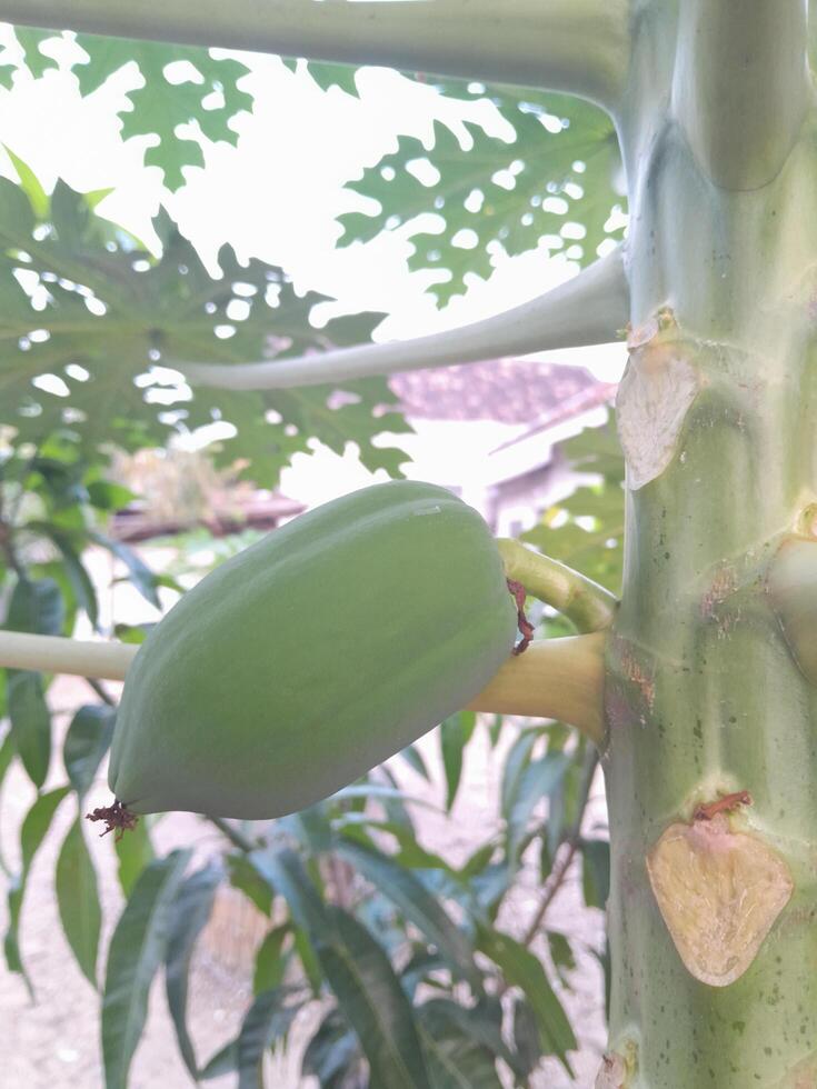 Young papaya photo. This photo is suitable for plant magazines, agricultural books, advertisements, posters, banners.