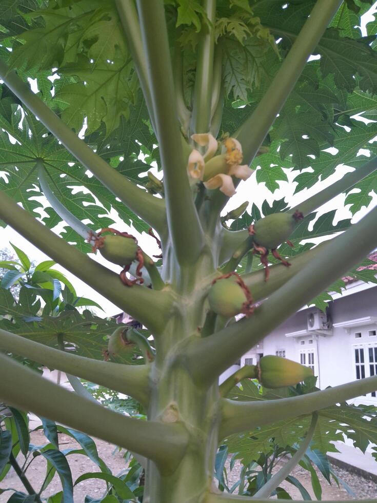 Young papaya photo. This photo is suitable for plant magazines, agricultural books, advertisements, posters, banners.