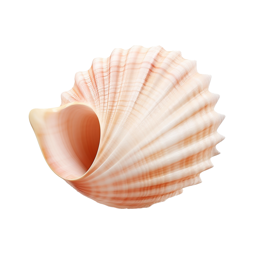 AI generated Seashell on transparent background png