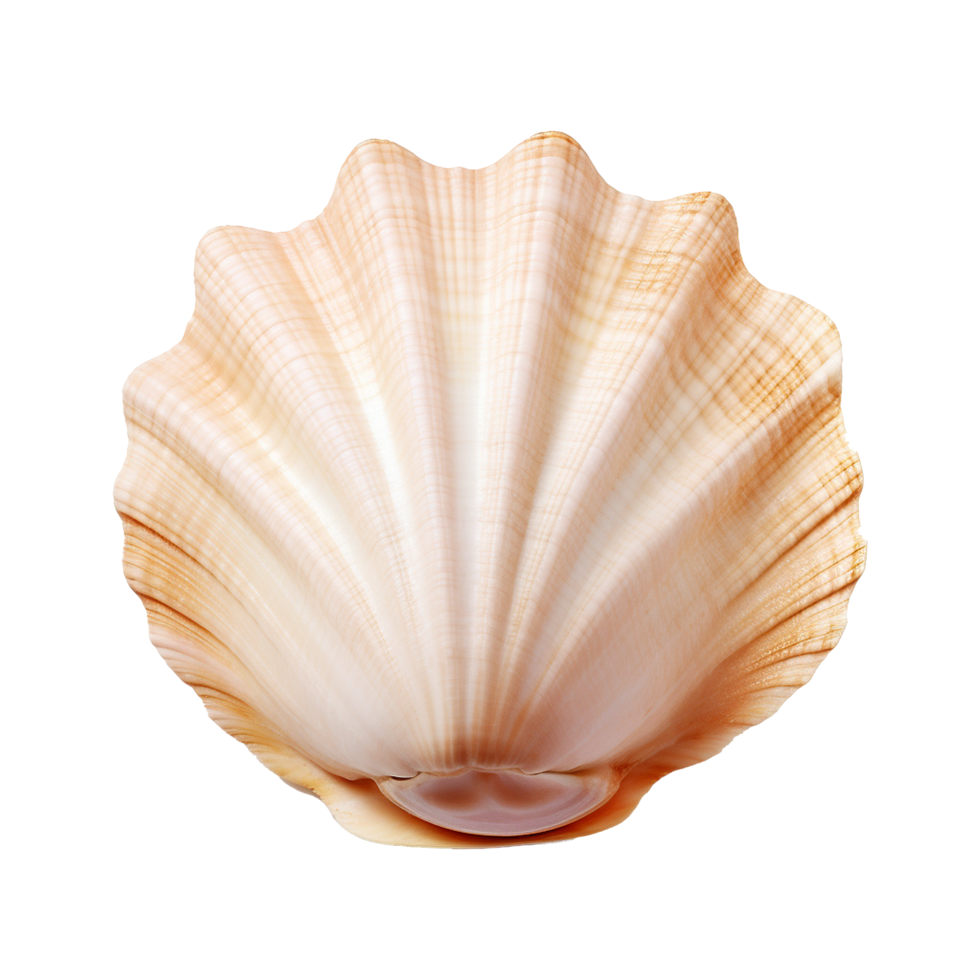 AI generated Seashell on transparent background png