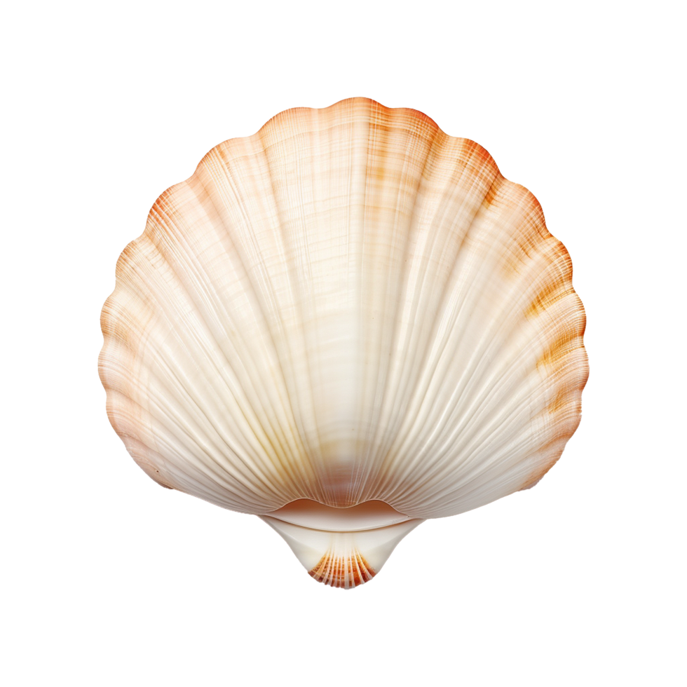 AI generated Seashell on transparent background png