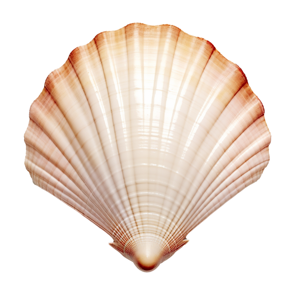 AI generated Seashell on transparent background png