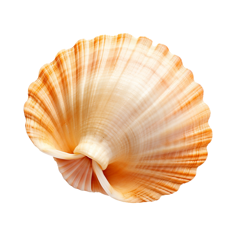 AI generated Seashell on transparent background png