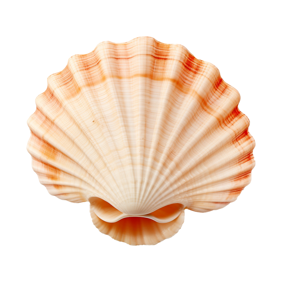 AI generated Seashell on transparent background png