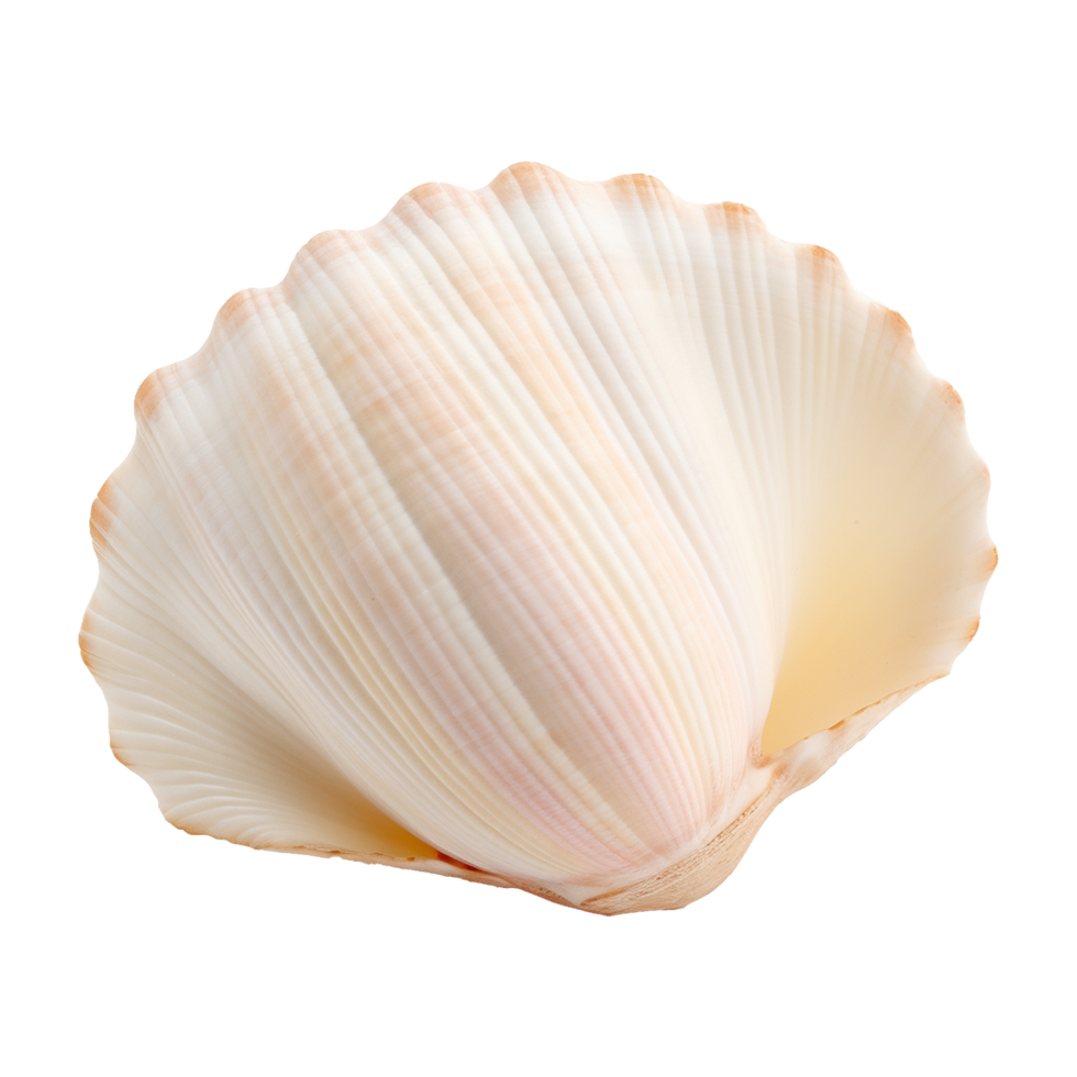 AI generated Seashell on transparent background png