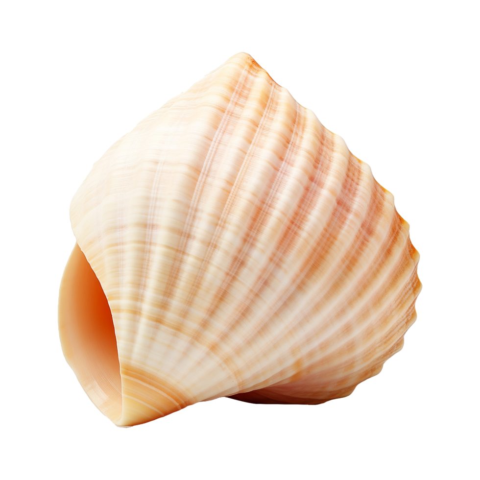 AI generated Seashell on transparent background png