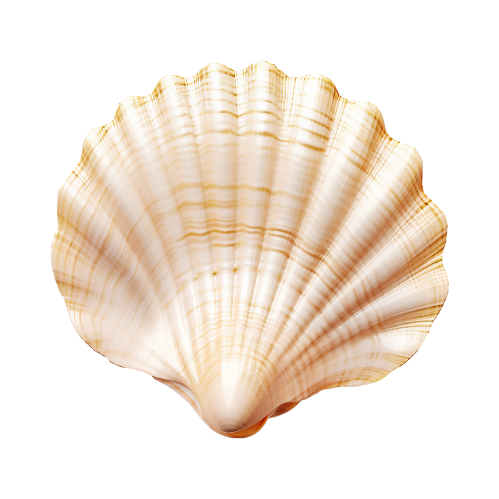 AI generated Seashell on transparent background png